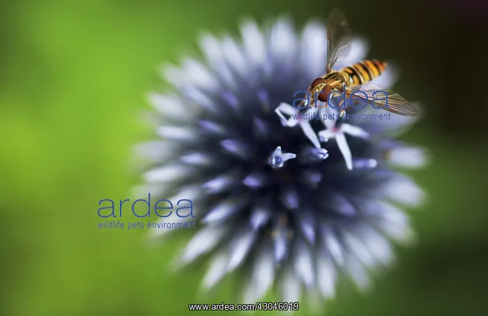 : Globe Thistle : Globe Thistle