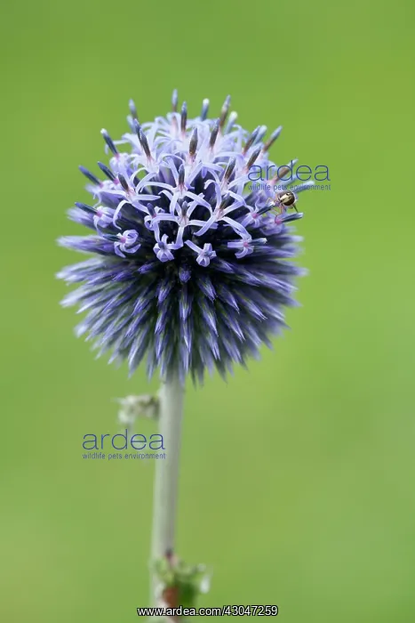 : Globe thistle : Globe thistle