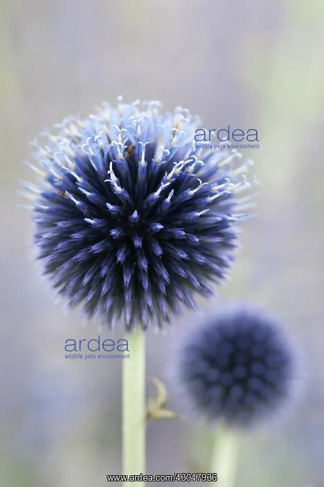 : Globe thistle : Globe thistle