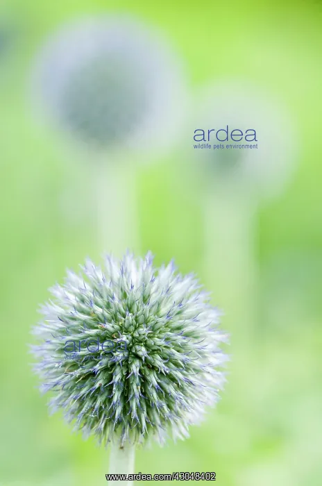 : Globe thistle : Globe thistle
