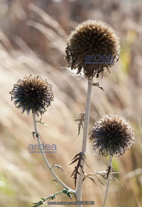 : Globe thistle : Globe thistle
