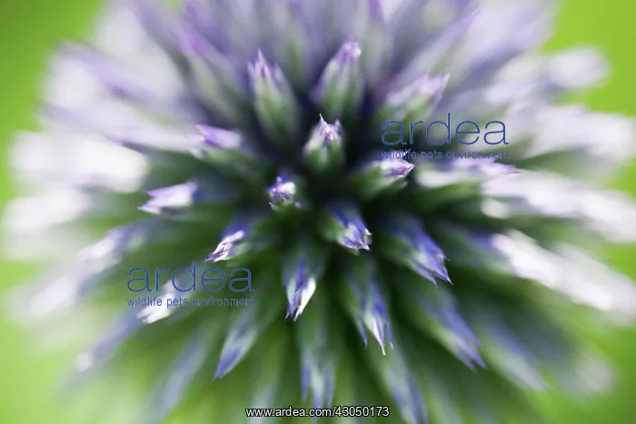 : Globe Thistle : Globe Thistle