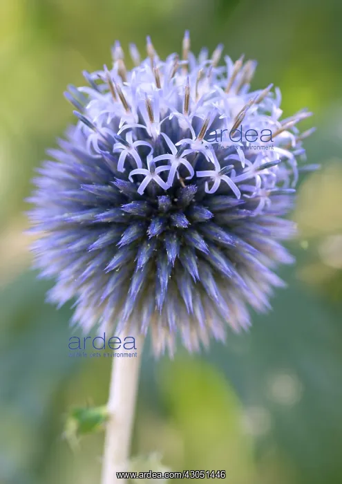 : Globe Thistle : Globe Thistle