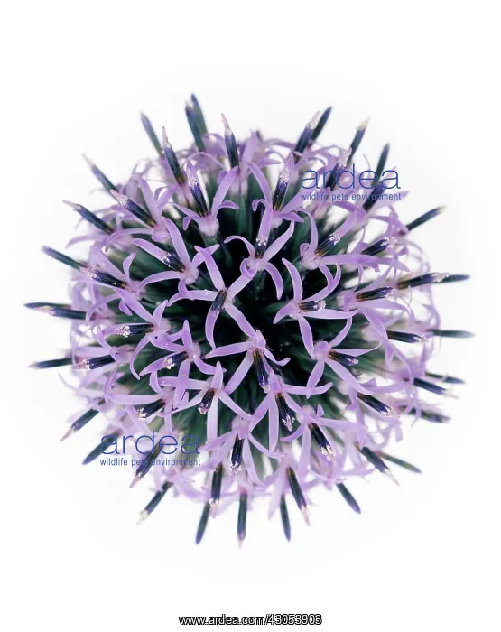 : Globe Thistle : Globe Thistle