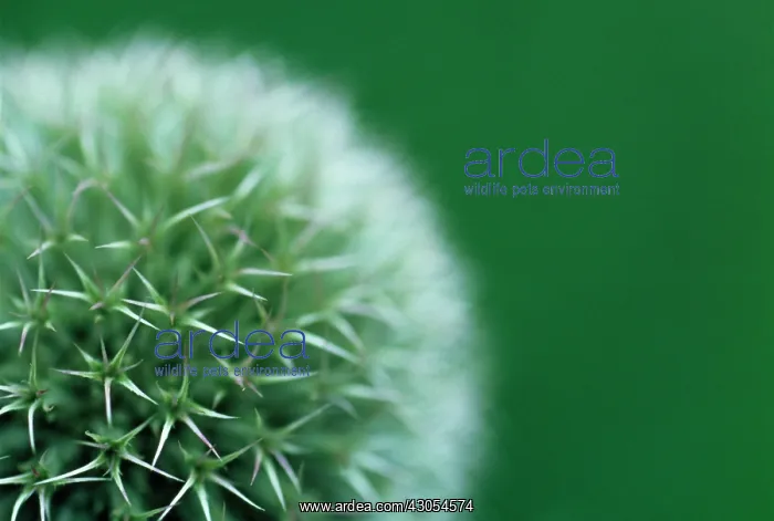 : Globe Thistle : Globe Thistle