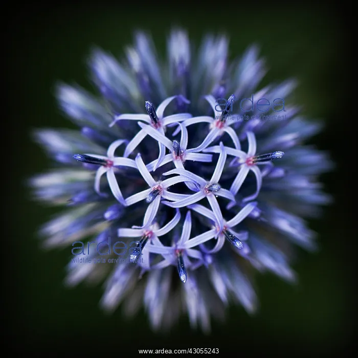 : Globe Thistle : Globe Thistle