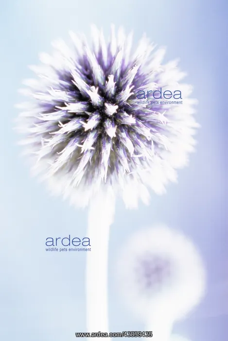 : Globe Thistle : Globe Thistle
