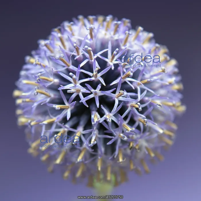 : Globe Thistle : Globe Thistle