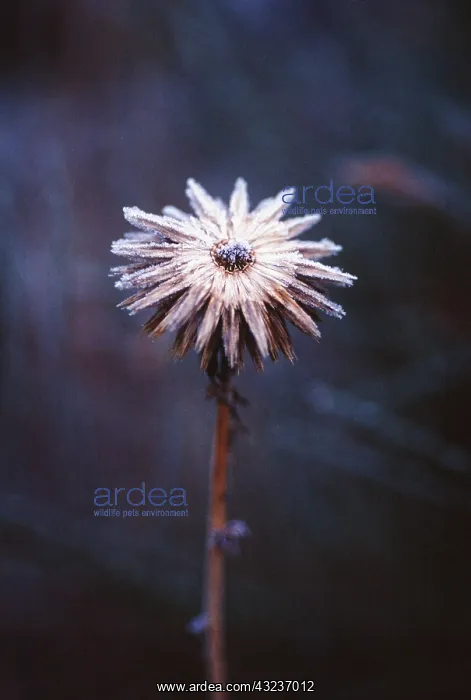 : Globe Thistle : Globe Thistle