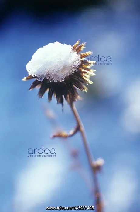 : Globe Thistle : Globe Thistle