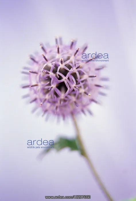 : Globe Thistle : Globe Thistle