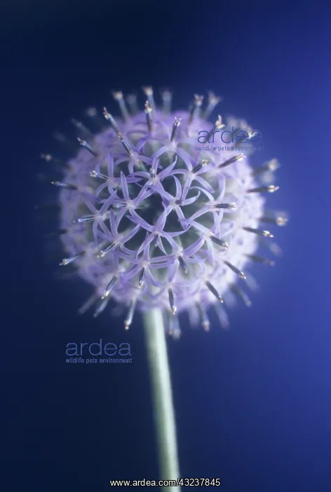 : Globe Thistle : Globe Thistle