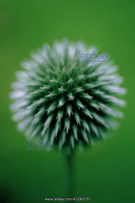 : Globe Thistle : Globe Thistle