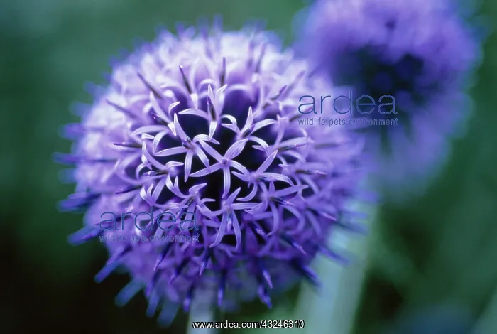 : Globe Thistle : Globe Thistle
