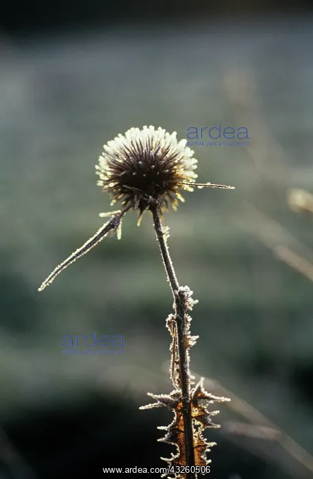 : Globe thistle : Globe thistle