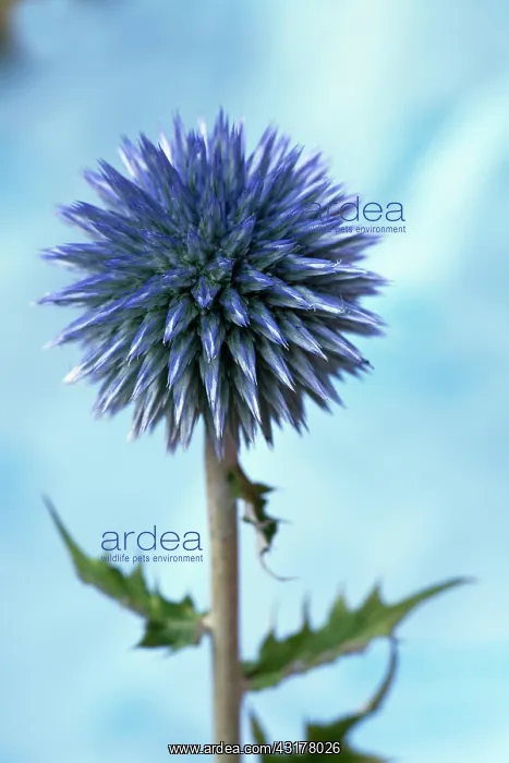 : Globe thistle, Echinops bannaticus, Close side view : Globe thistle, Echinops bannaticus, Close side view