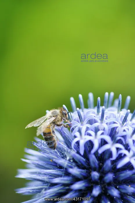 : Globe thistle, Echinops, Echinops bannaticus Taplow : Globe thistle, Echinops, Echinops bannaticus Taplow