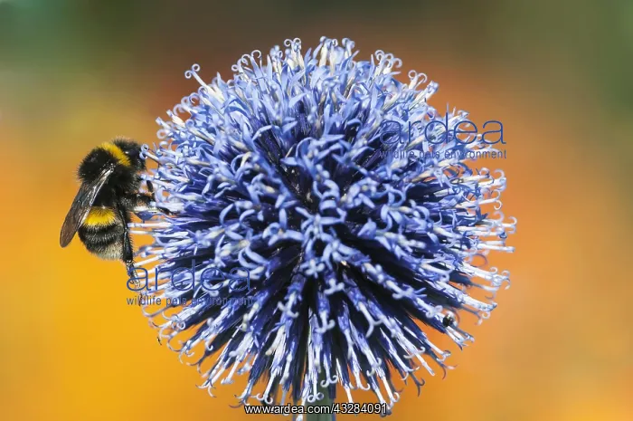 : Globe thistle, Echinops orientalis, Mauve subject : Globe thistle, Echinops orientalis, Mauve subject