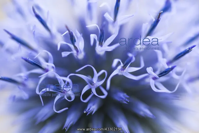 : Globe Thistle (echinops ritro) flowering, Franc : Globe Thistle (echinops ritro) flowering, Franc