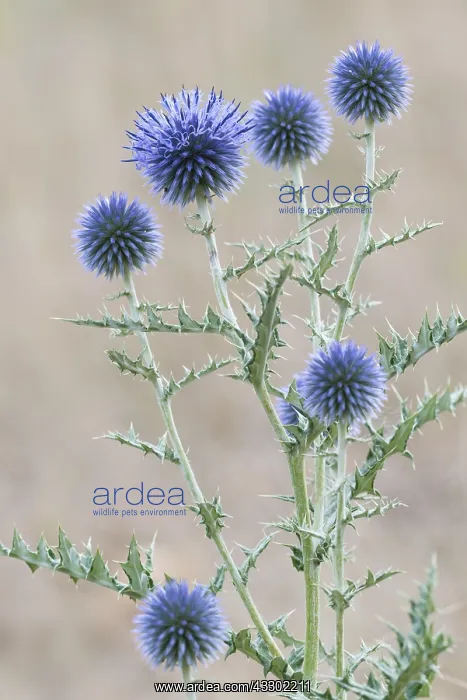 : Globe Thistle (Echinops ritro) flowering, Franc : Globe Thistle (Echinops ritro) flowering, Franc