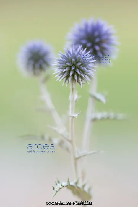 : Globe Thistle (Echinops ritro) flowering, Franc : Globe Thistle (Echinops ritro) flowering, Franc