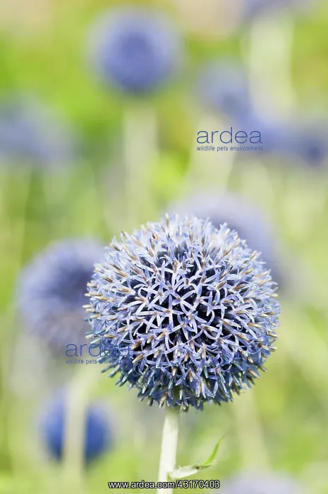 : Globe thistle, Echinops ritro Veitch's blue, A : Globe thistle, Echinops ritro Veitch's blue, A
