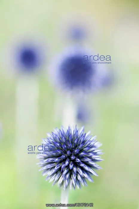 : Globe Thistle, Echinops ritro Veitch's blue, A : Globe Thistle, Echinops ritro Veitch's blue, A