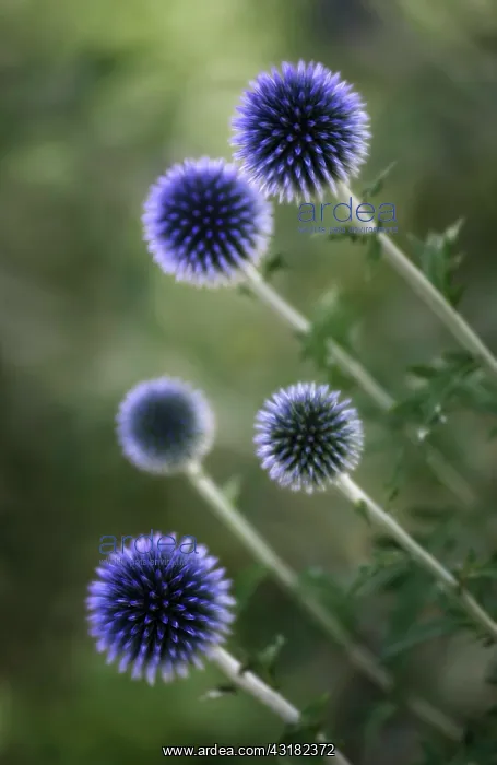 : Globe thistle, Echinops Veitch's blue, Five white : Globe thistle, Echinops Veitch's blue, Five white
