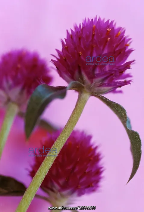 : GlobeAmaranth : GlobeAmaranth