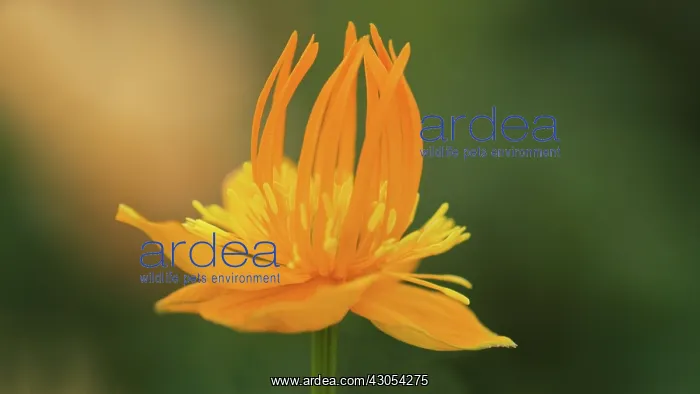 : Globeflower : Globeflower