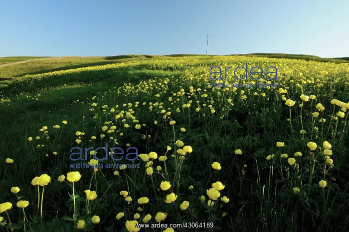 : Globeflower