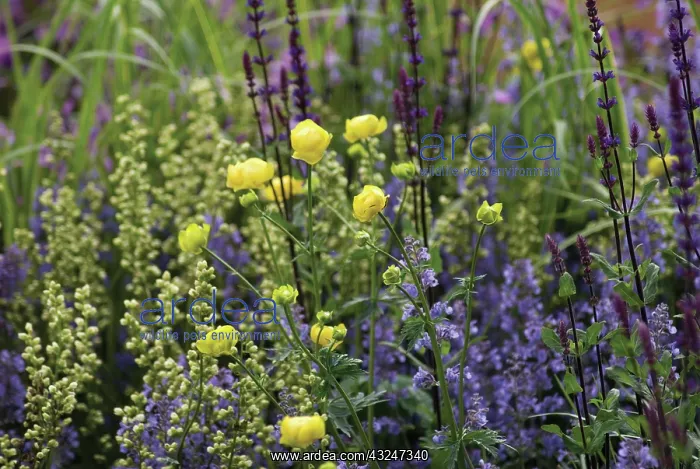 : Globeflower : Globeflower