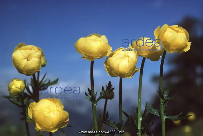 : GLOBEFLOWER - close-up : GLOBEFLOWER - close-up
