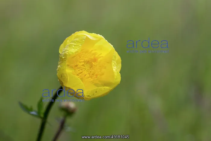  : Globeflower - Flower - UK