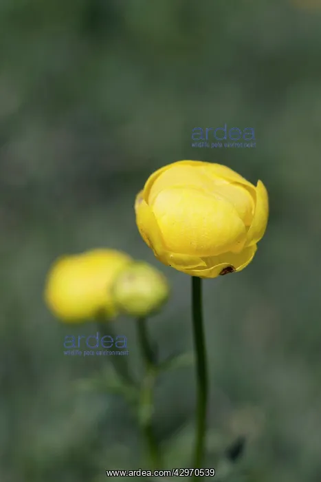 : Globeflower - Summer : Globeflower - Summer
