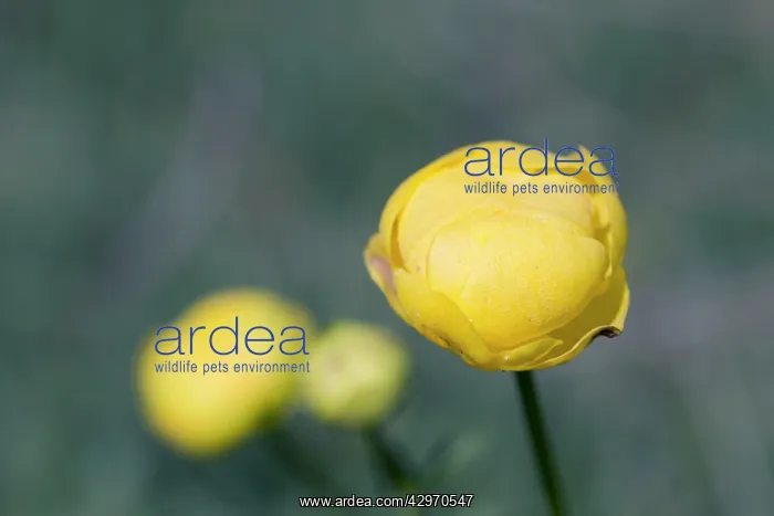 : Globeflower - Summer : Globeflower - Summer