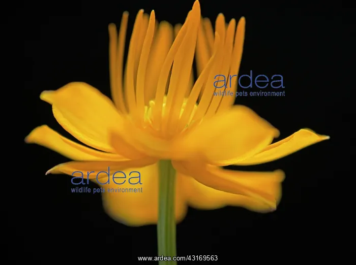 : Globeflower, Trollius chinensis, yellow flower showing stame : Globeflower, Trollius chinensis, yellow flower showing stame