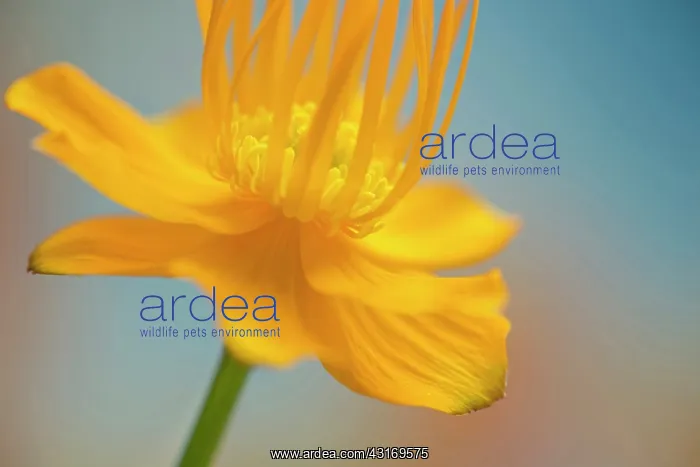 : Globeflower, Trollius chinensis, yellow flower showing stame : Globeflower, Trollius chinensis, yellow flower showing stame