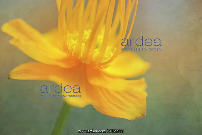 : Globeflower, Trollius chinensis, yellow flower showing stame : Globeflower, Trollius chinensis, yellow flower showing stame