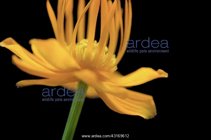 : Globeflower, Trollius chinensis, yellow flower showing stame : Globeflower, Trollius chinensis, yellow flower showing stame