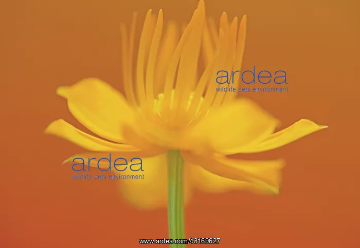 : Globeflower, Trollius chinensis, yellow flower showing stame : Globeflower, Trollius chinensis, yellow flower showing stame