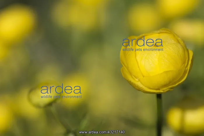 : Globeflower, Trollius europaeus, Yellow subject : Globeflower, Trollius europaeus, Yellow subject