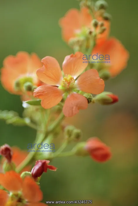 : Globemallow : Globemallow