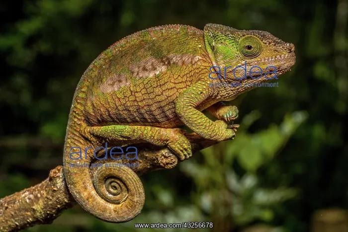 : Globifer chameleon (Calumma chunkier), Mandraka : Globifer chameleon (Calumma chunkier), Mandraka