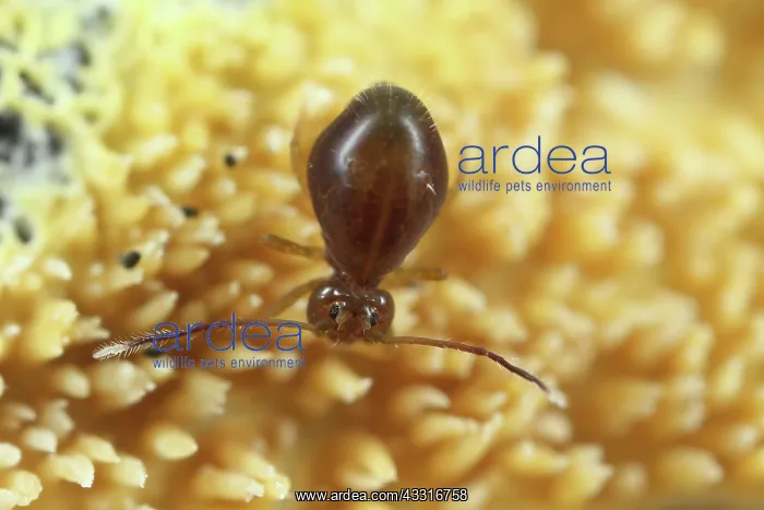 : Globular Springtail : Globular Springtail