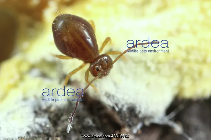 : Globular Springtail : Globular Springtail
