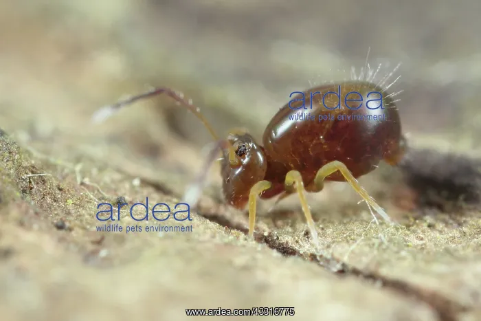 : Globular Springtail : Globular Springtail
