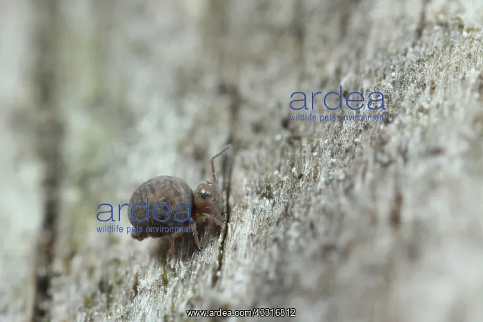 : Globular Springtail : Globular Springtail