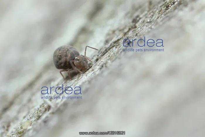 : Globular Springtail : Globular Springtail
