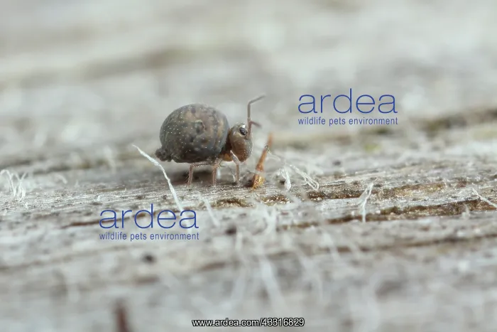 : Globular Springtail : Globular Springtail